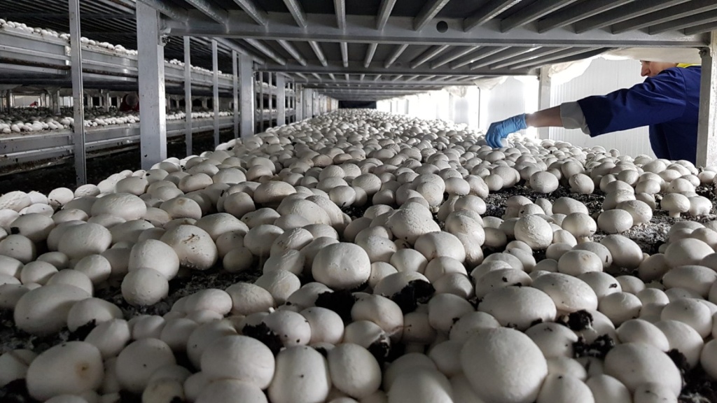 Ферма грибов